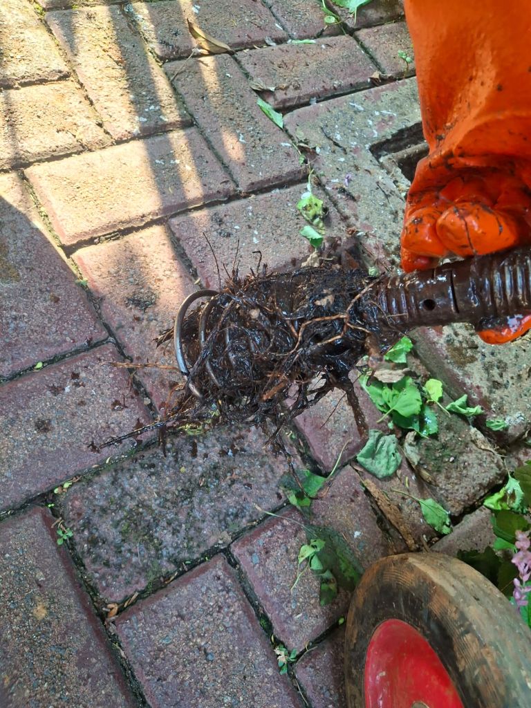 Root blockage removed from drain pipe